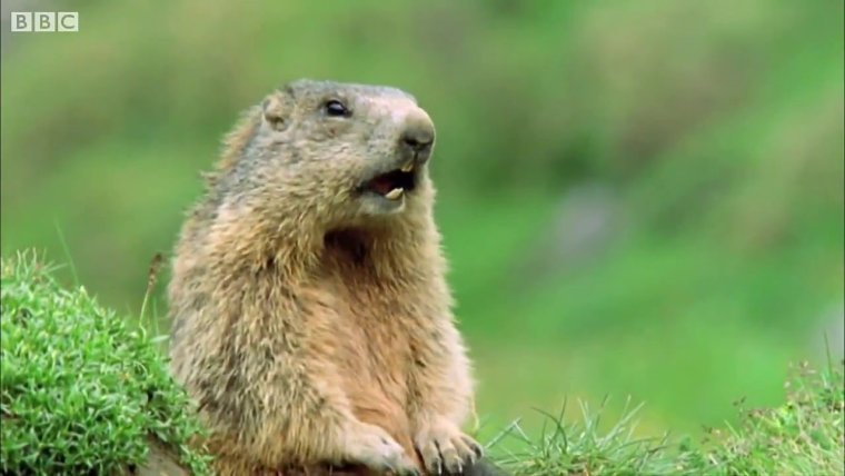 Драматичный суслик