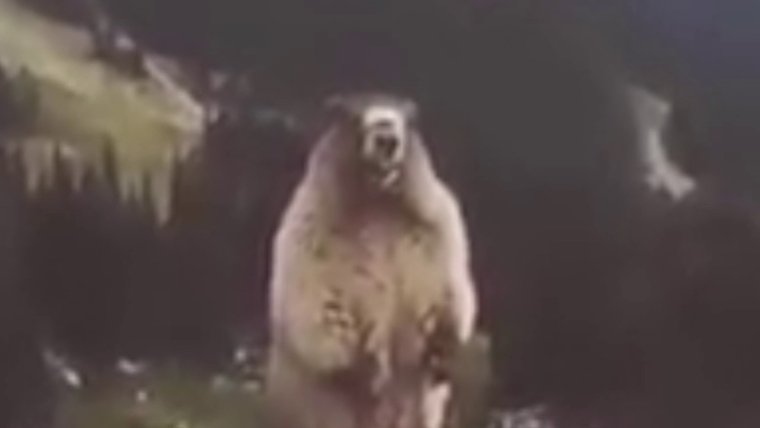 Орущий сурок