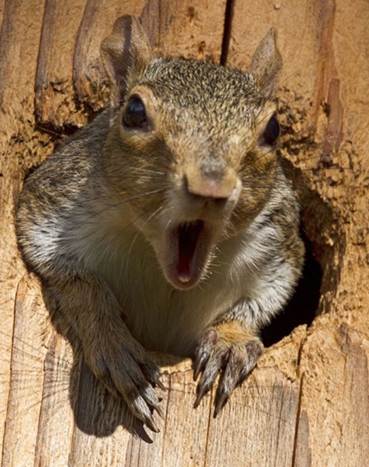 Суслик орет на горе