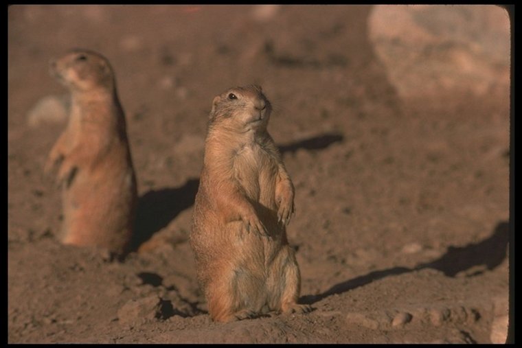 Кричащий суслик