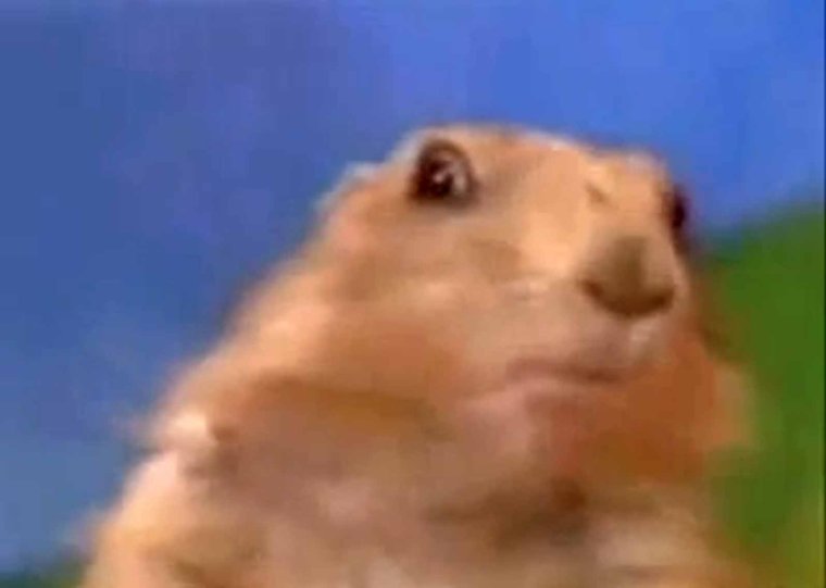 Зловещий взгляд суслика