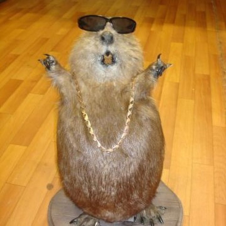 Чучело бобра