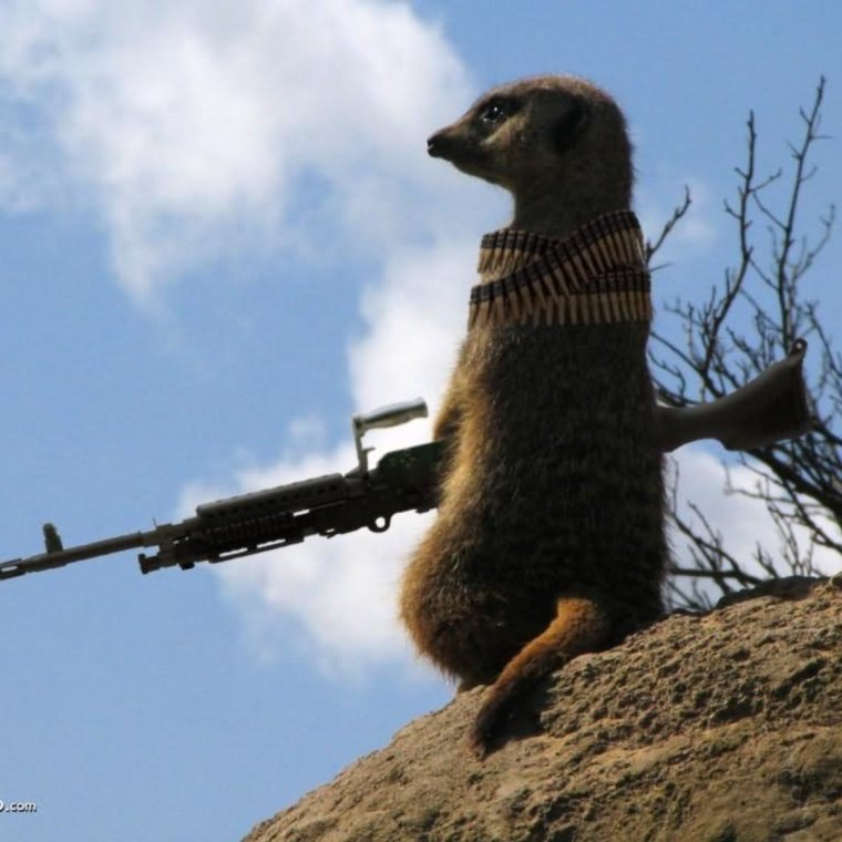 Удивленный суслик