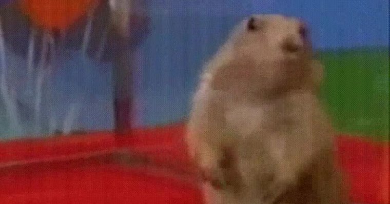 Драматичный хомяк