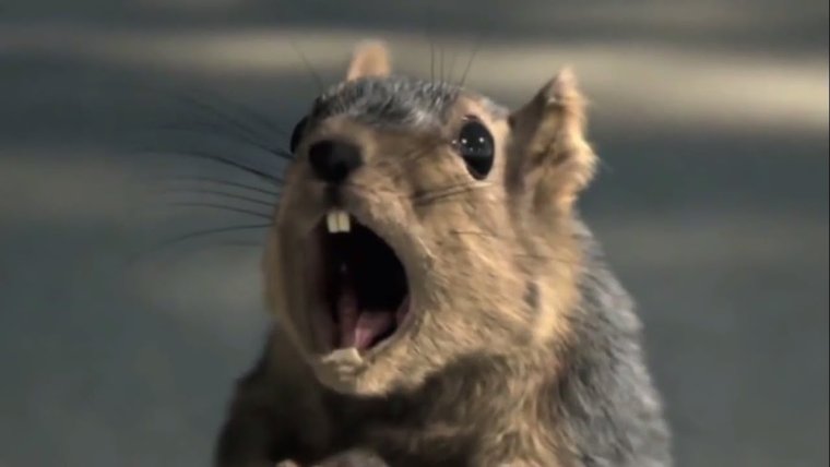 Краснощекий суслик