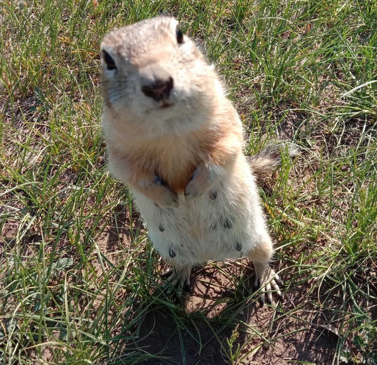 Упоротый бобер