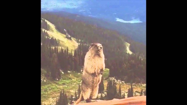 Орущий бобер