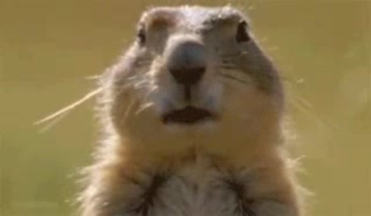 Орущий суслик