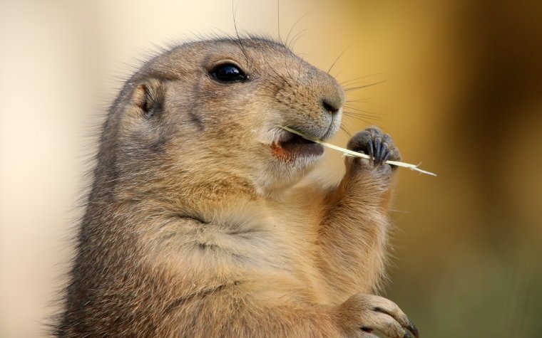 Желтый суслик ареал