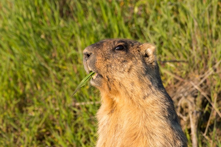 Остров сусликов в Красноярске