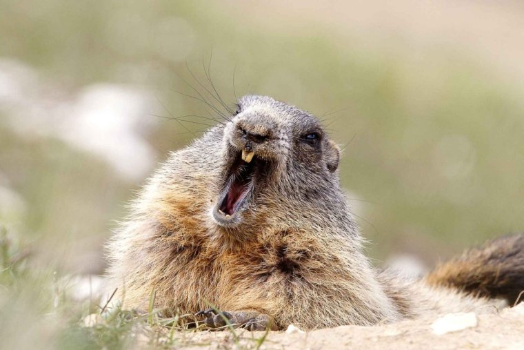 Сурок-Байбак зевает