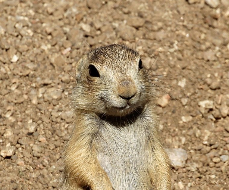 Смешной сурок