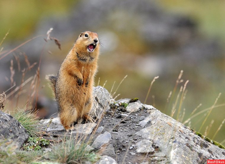 Смешной сурок