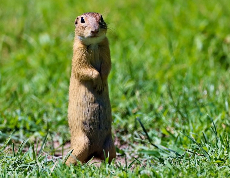 Европейский суслик