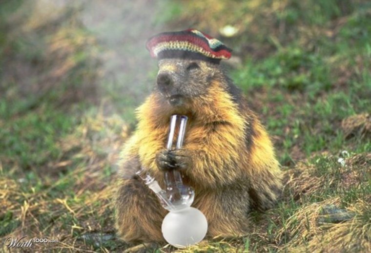 Орущий сурок