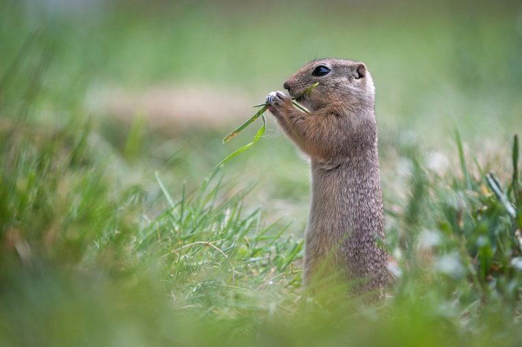 Белка с пистолетом