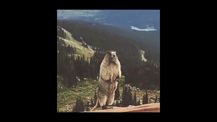 Злой бурундук