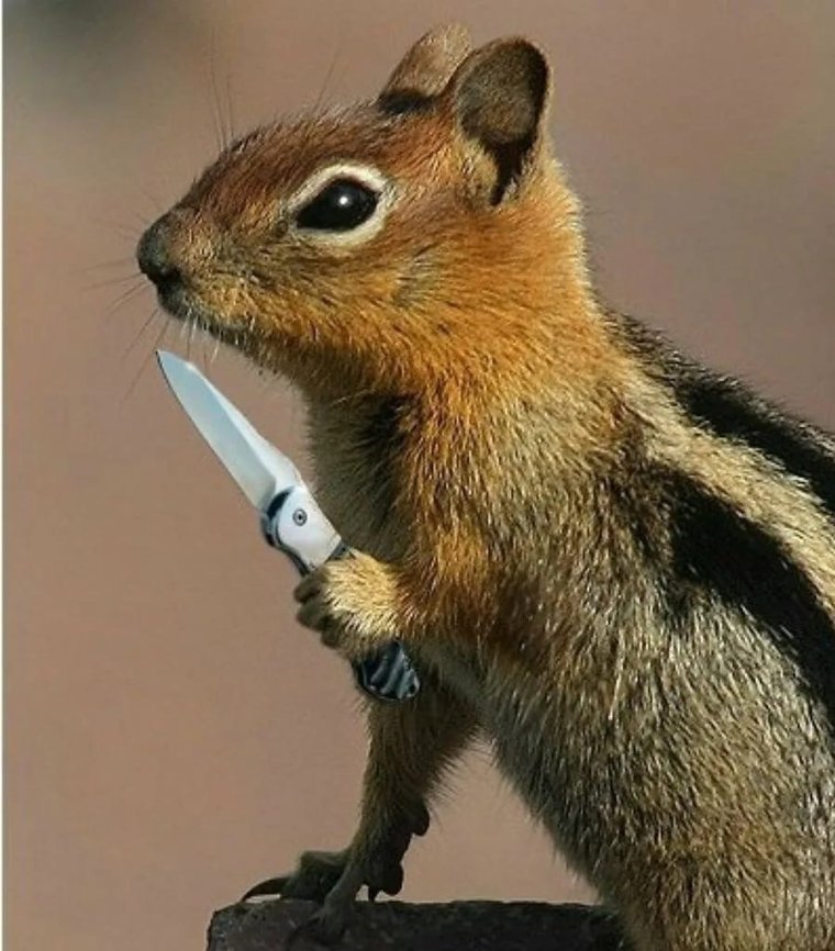 Суслик в природе