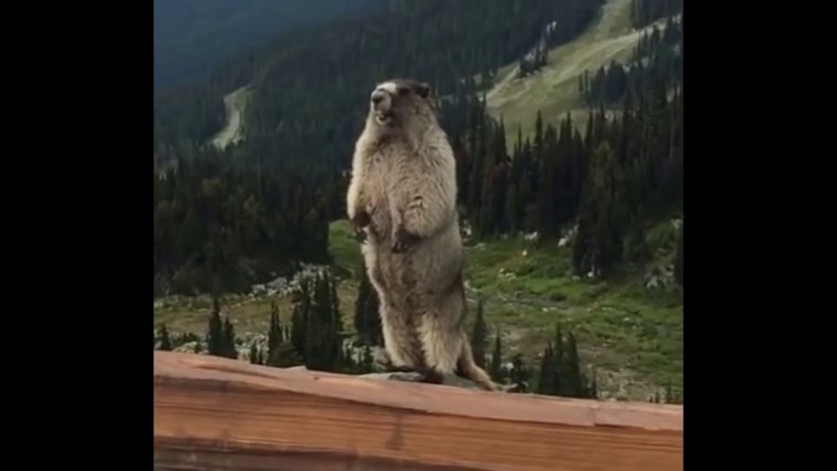 Суслик орёт в горах