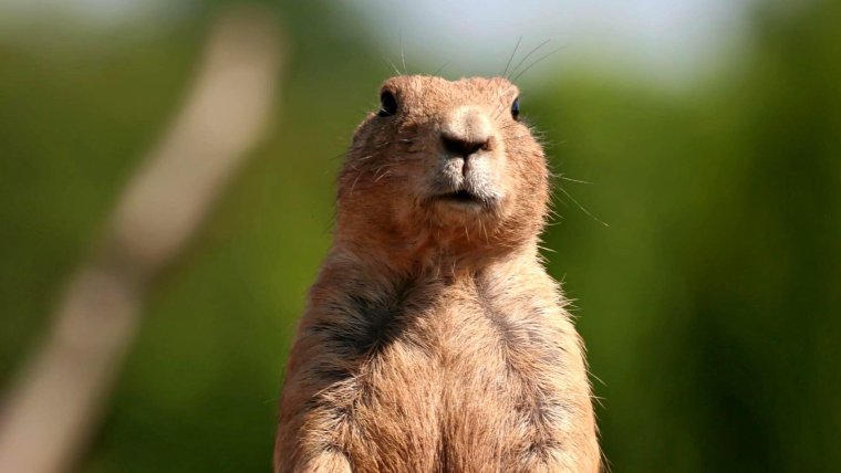 Лесной сурок Северной Америки