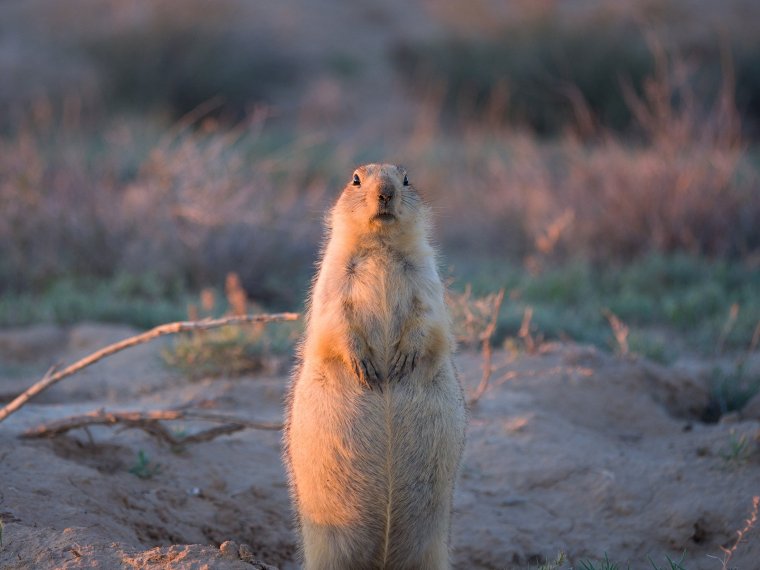 Суслик кричит