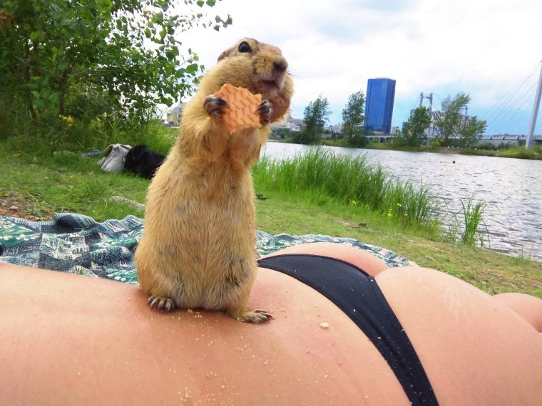 Страшный суслик