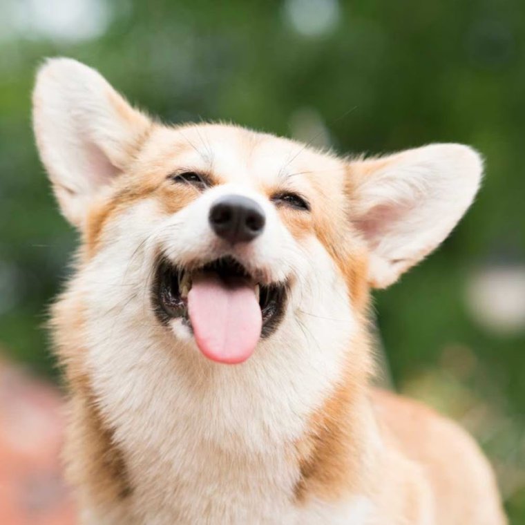 Мультяшная собачья улыбка