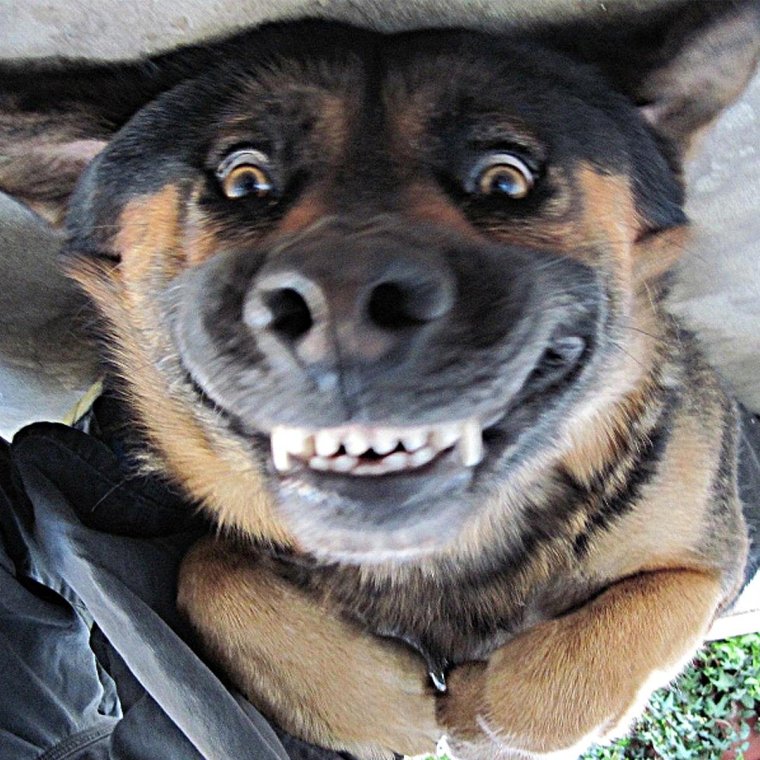 Собака с высунутым языком