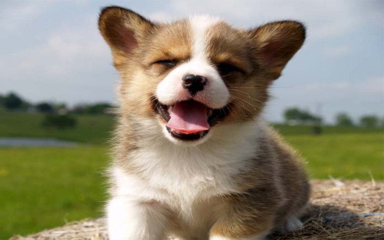 Милая смешная собака