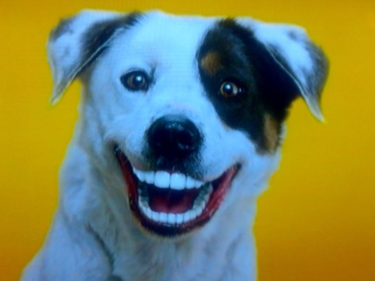 Зеленый лабрадор