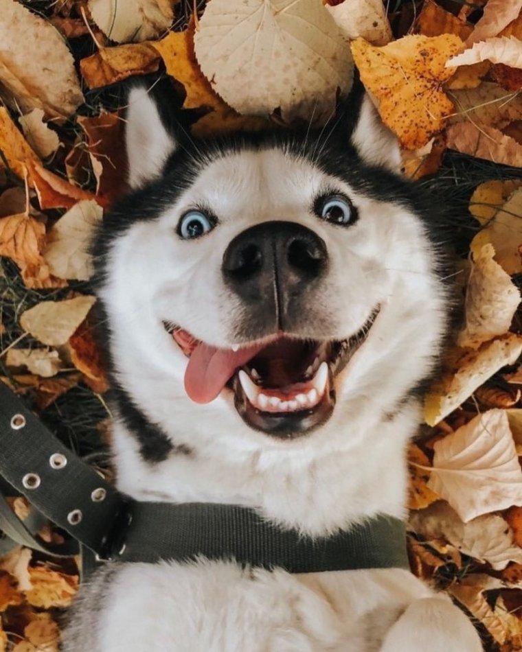 Собака улыбается с зубами