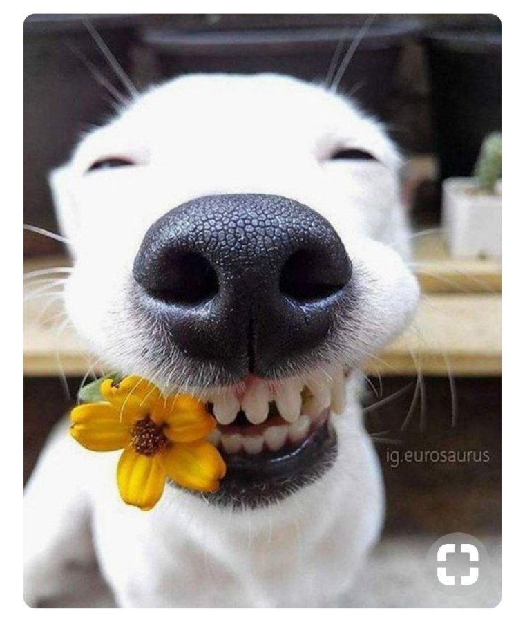 Собака улыбака