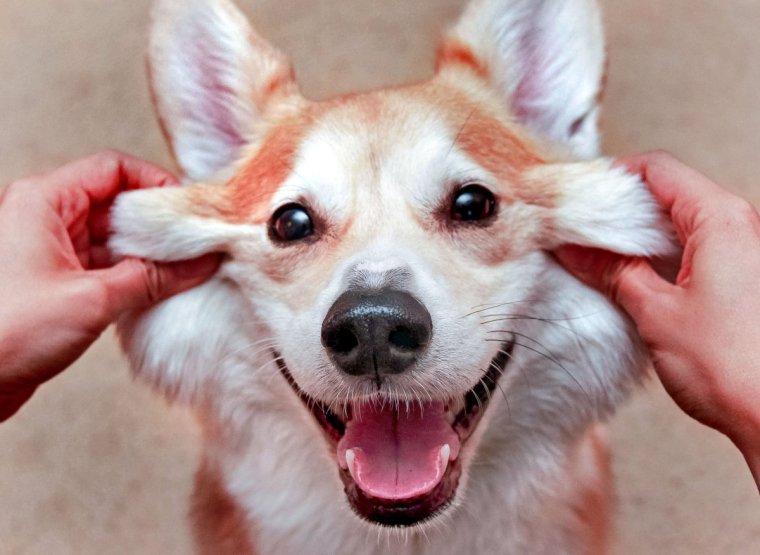 Корги альбинос