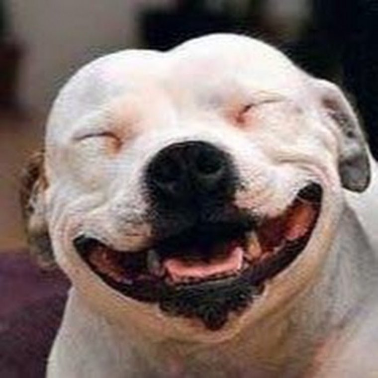 Улыбающаяся собака порода самоед