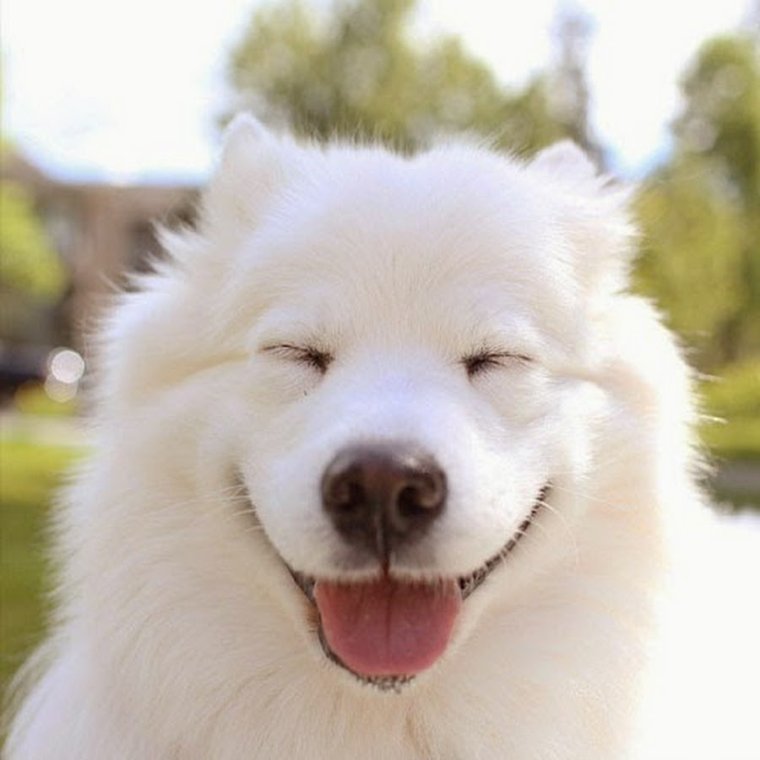 Собака с человеческими зубами