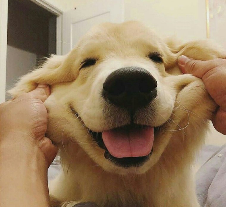 Овчарка улыбается