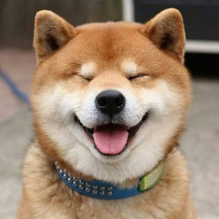 Улыбка собаки с зубами