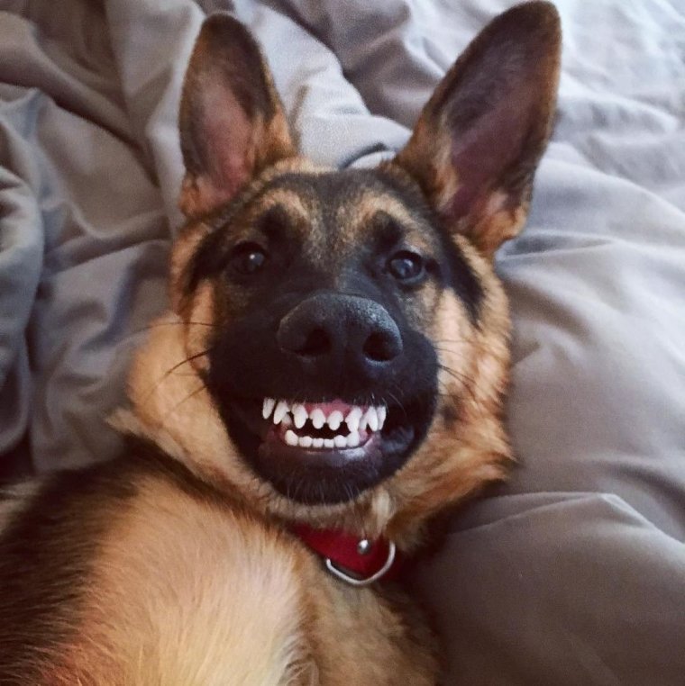 Сиба ину Хатико