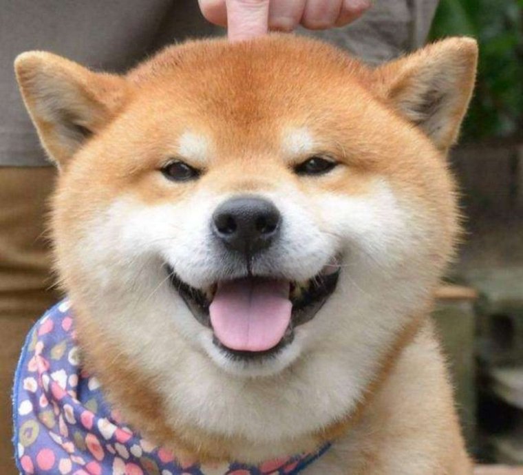 Собаки сохраненки