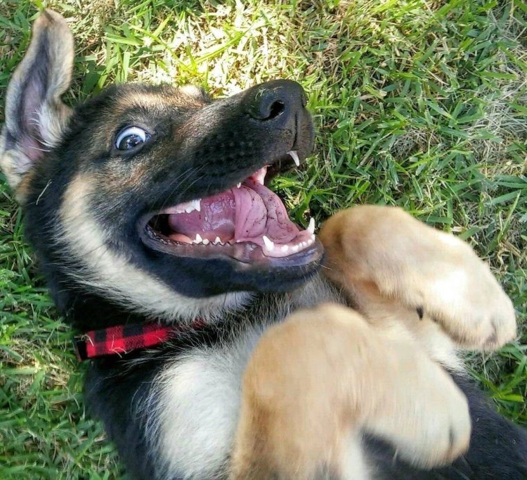 Мультяшный пес