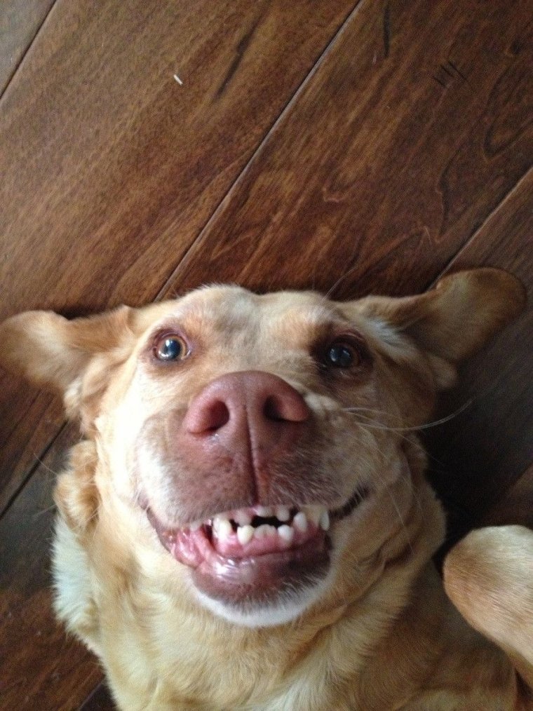 Собака показывает язык