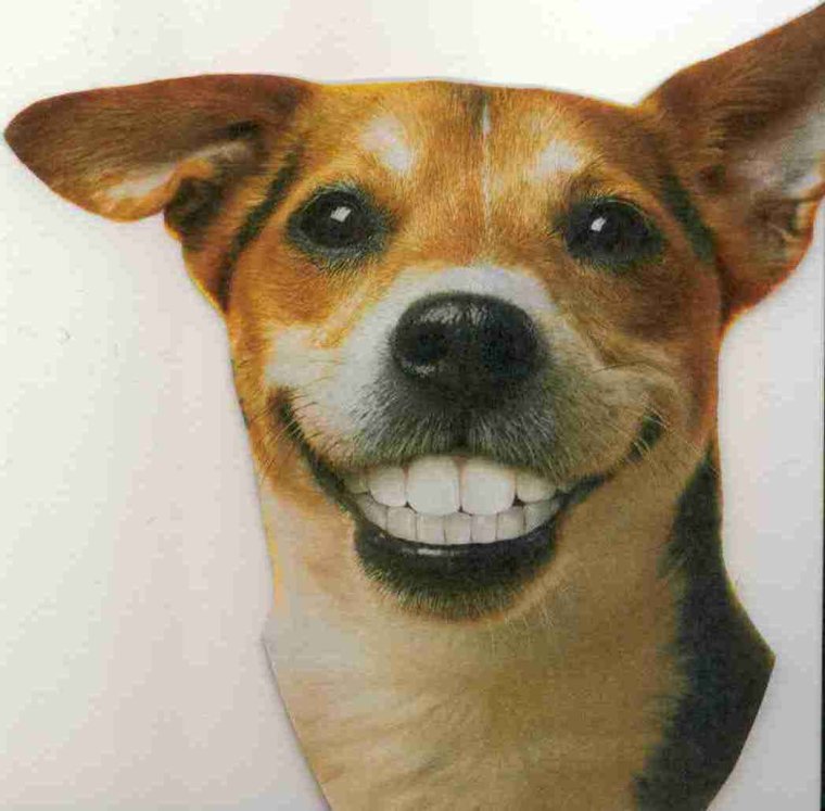 Собака улыбается с зубами