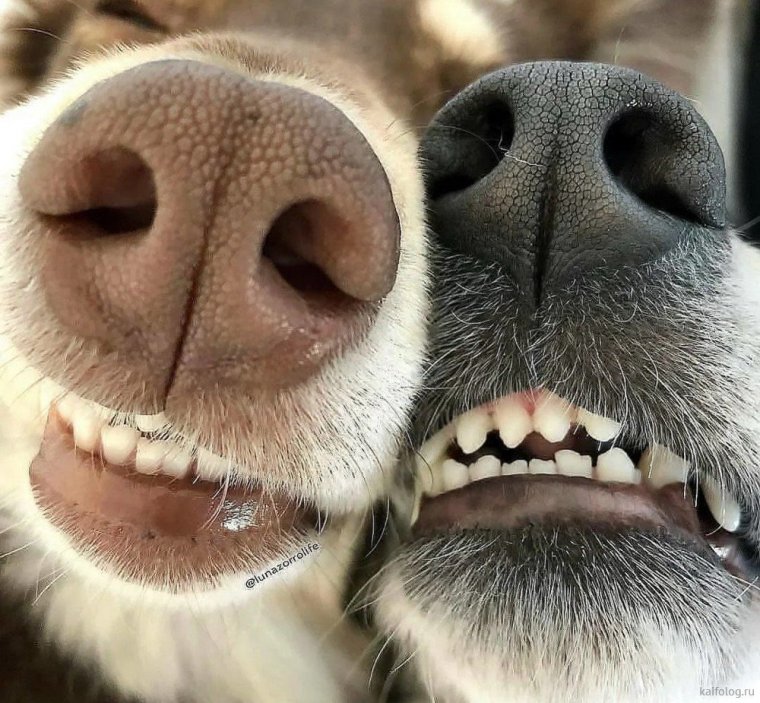 Шиба ину Смайл