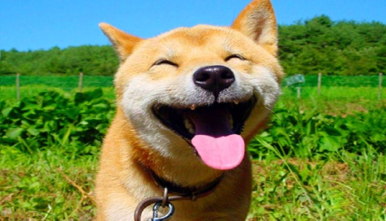 Собака улыбака картинки