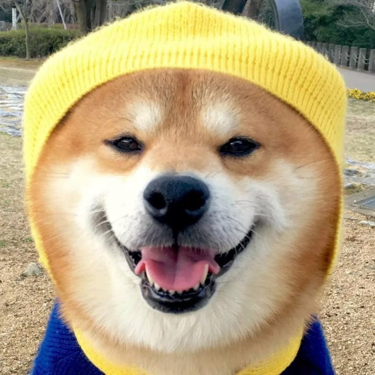 Собака улыбака Джек Рассел