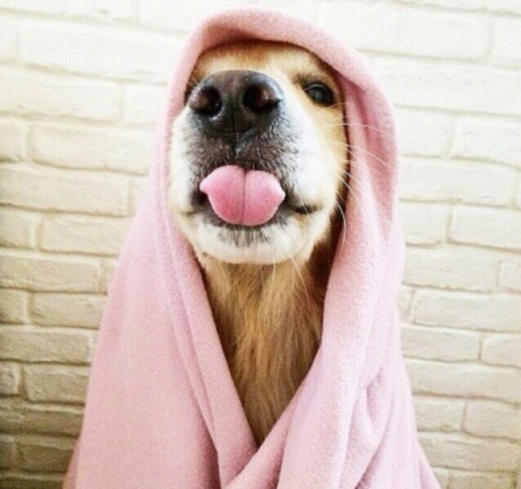 Собака с человеческими зубами