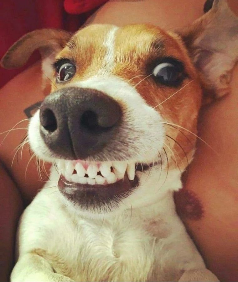 Смешные Джек Рассел терьеры