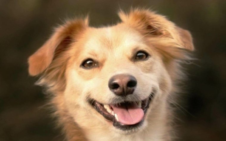 Собака улыбака