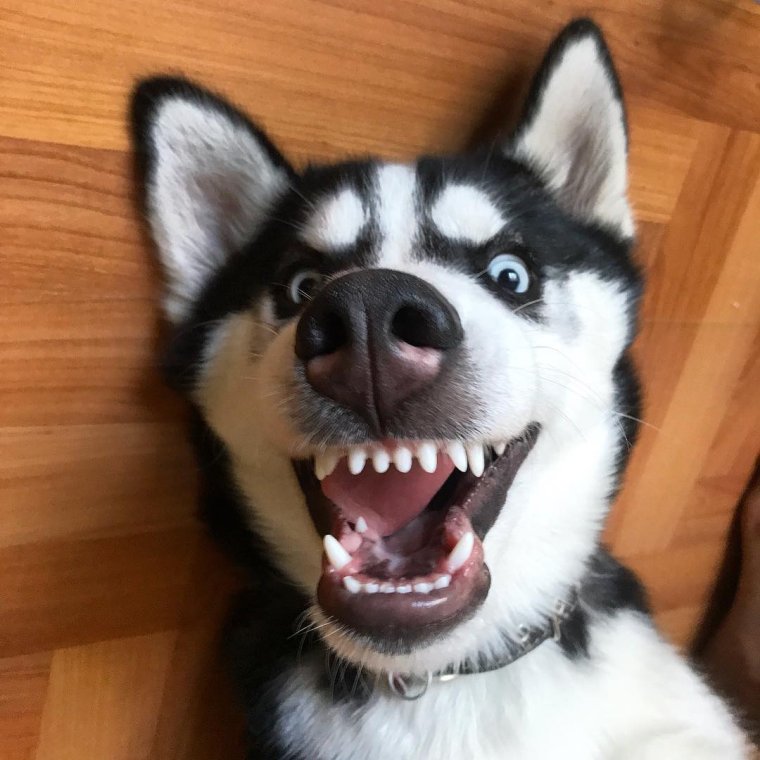 Крутые собаки хаски