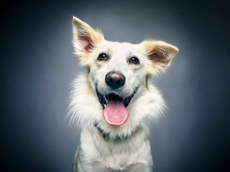 Улыбки животных смешные